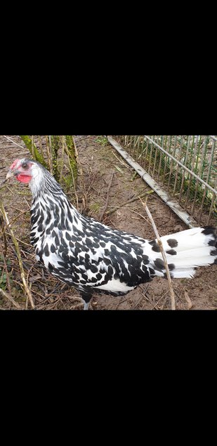 oeufs fécondé hambourg pailleté argentée grande race