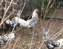oeufs fécondé hambourg pailleté argentée grande race