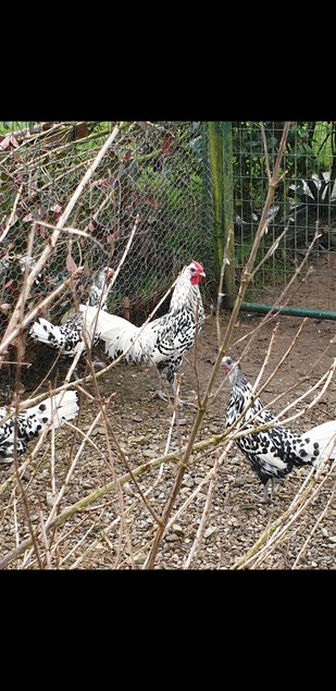 oeufs fécondé hambourg pailleté argentée grande race