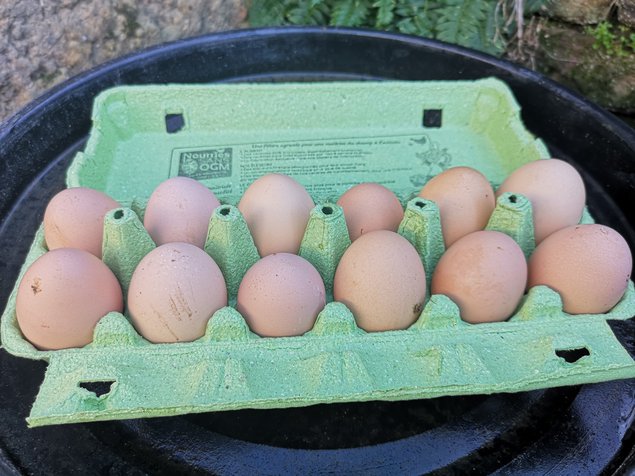 Oeufs fécondés de Coucou de Rennes