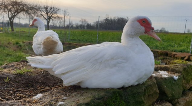 Canard de barbarie