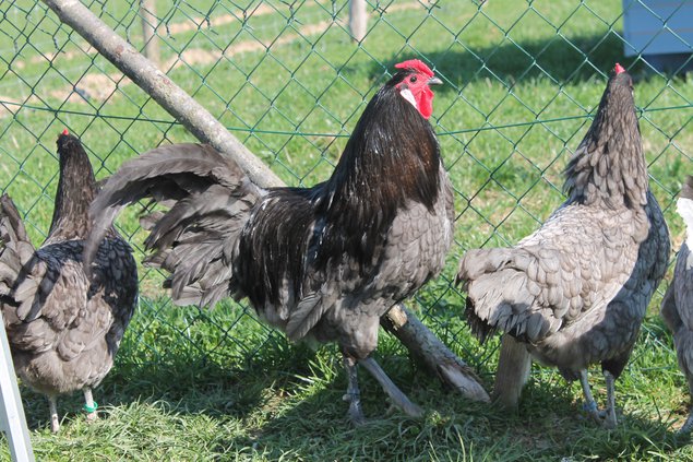 Poule d'Alsace bleu à liseré