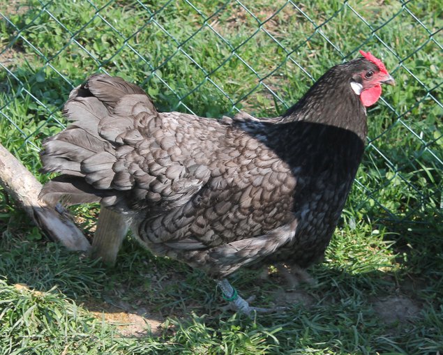 Poule d'Alsace bleu à liseré