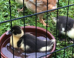 Canards de Barbarie Noir et blanc