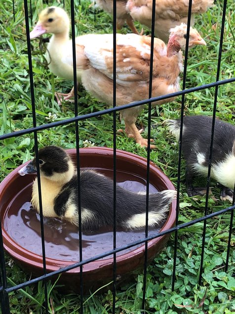 Canards de Barbarie Noir et blanc