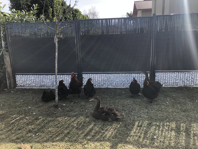 oeufs de Marans noire à carmail cuivrée