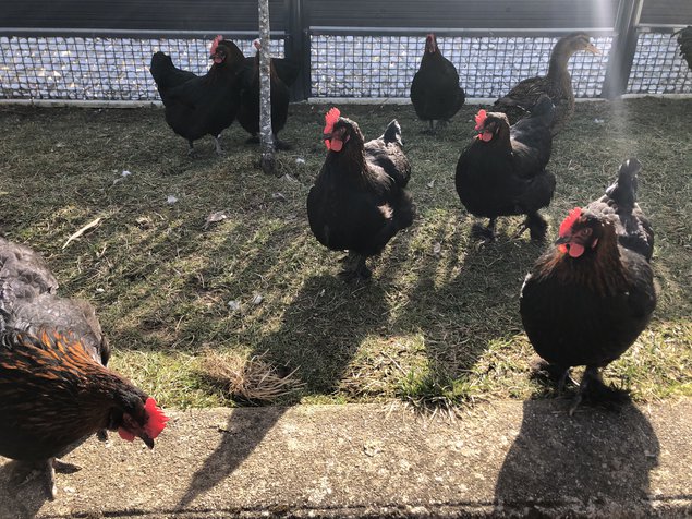 oeufs de Marans noire à carmail cuivrée