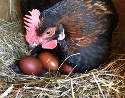 oeufs de Marans noire à carmail cuivrée