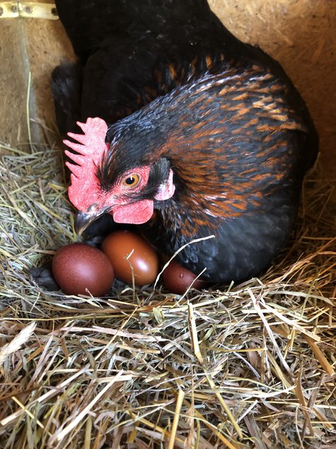 oeufs de Marans noire à carmail cuivrée