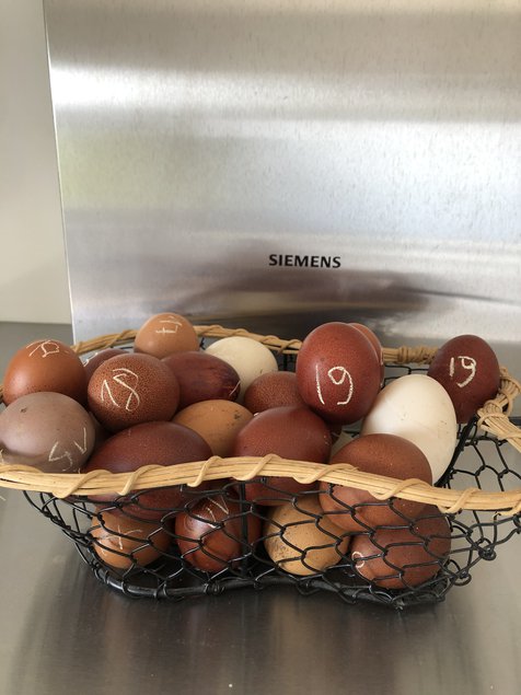 oeufs de Marans noire à carmail cuivrée