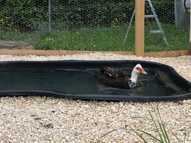 Canards de Barbarie Noir et blanc