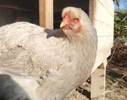 Brahma isabelle- pmd