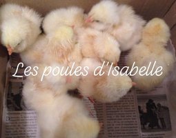 Faverolle française GR