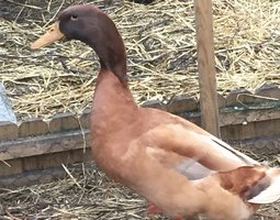 Canards orpingthon