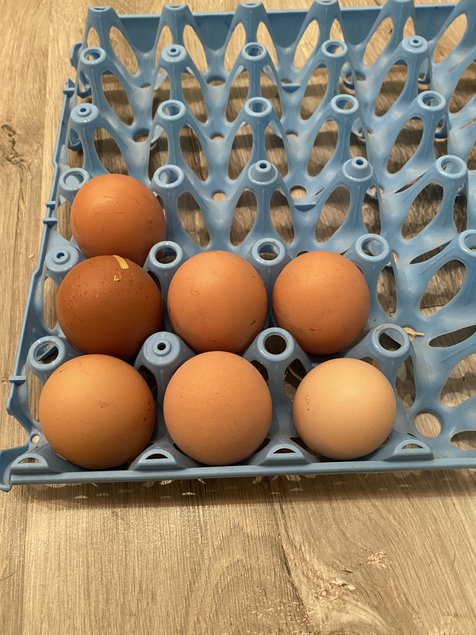 Mélange d’œufs de poules pondeuses croisé coq Marans