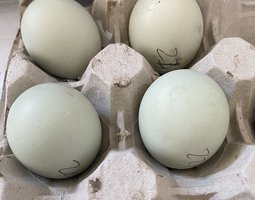 Araucana x marans
