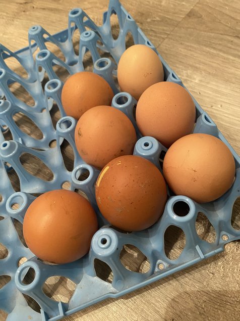 Mélange d’œufs de poules pondeuses croisé coq Marans