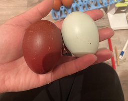 Araucana x marans