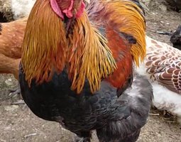 Brahmas perdrix maillé doré GR pmd