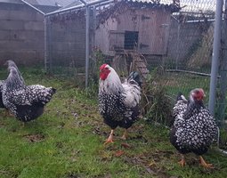 Oeuf féconder wyandotte argenté à liseré noir gr