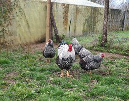 Oeuf féconder wyandotte argenté à liseré noir gr