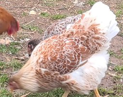 Oeuf féconder wyandotte doré à lisere bleu et blanc