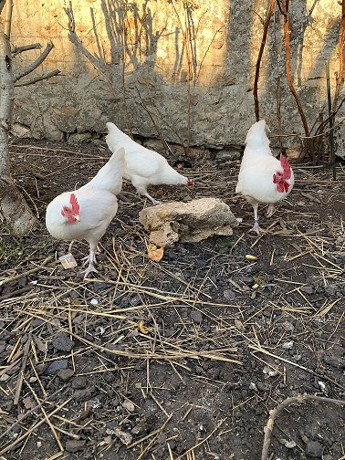 Poule Gatinaise Naine