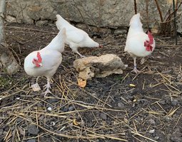 Poule Gatinaise Naine