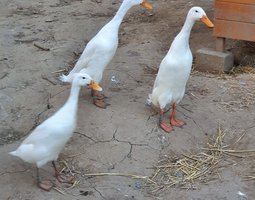 Oeufs fecondes de coureur indien blanc