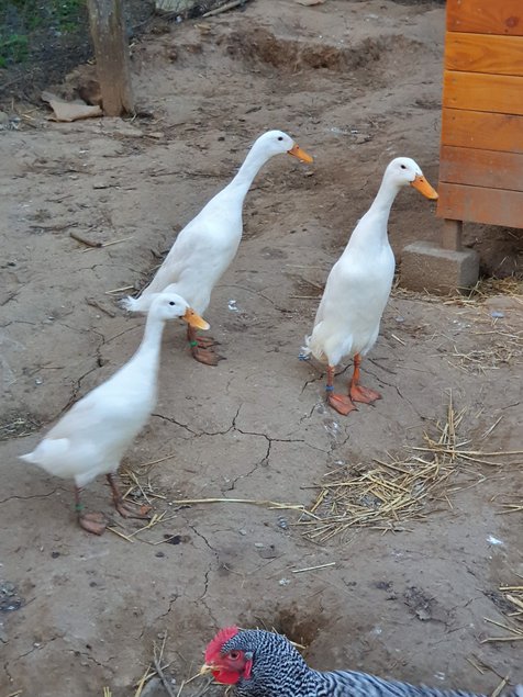 Oeufs fecondes de coureur indien blanc