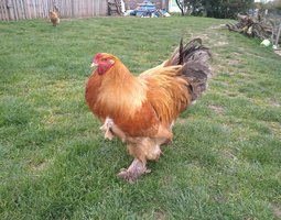 Brahma fauve hermine