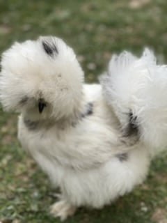 Poule soie us silkie