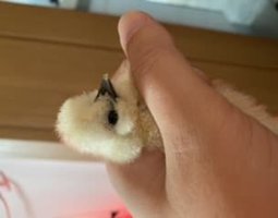 Poule soie us silkie