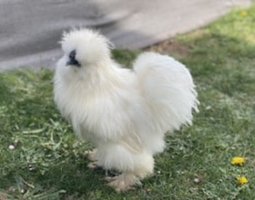Poule soie us silkie
