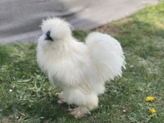 Poule soie us silkie