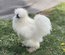 Poule soie us silkie