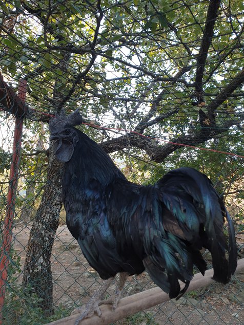 Oeufs fecondes AYAM CEMANI pure race