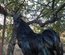 Oeufs fecondes AYAM CEMANI pure race