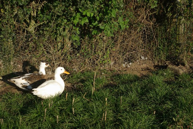 œufs de canard mignon