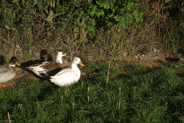 œufs de canard mignon