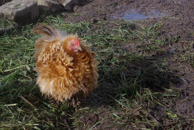 Œufs de Bantam de Pékin Frisé