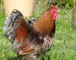 Wyandotte dorée liseré bleu ou doré liseré noir
