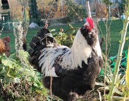 Faverolle francaise