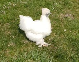 Oeuf poule de soie blanche