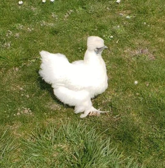 Oeuf poule de soie blanche