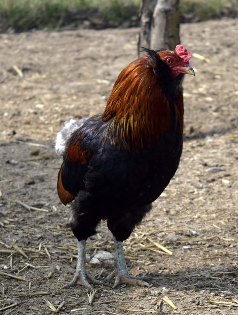 Oeuf araucana