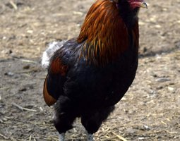 Oeuf araucana