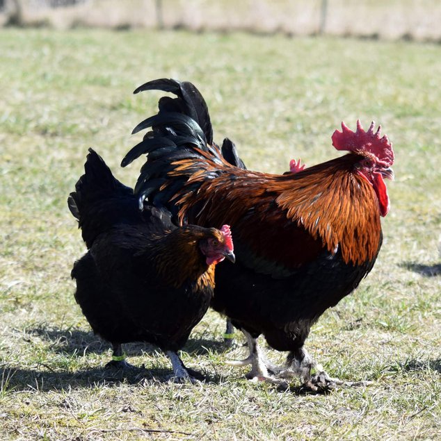 Oeuf de marans noire à camaille cuivrée