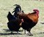 Oeuf de marans noire à camaille cuivrée