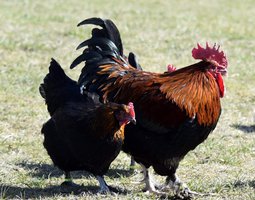 Oeuf de marans noire à camaille cuivrée